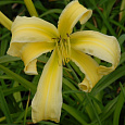 Лилейник гибридный Heavenly Curls