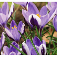 Крокус Ботанический Spring beauty