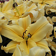 Лилия ОТ-гибрид Биг Бразер