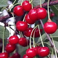 Вишня  Норд Стар