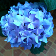 Гортензия крупнолистовая Блау Цверг Гортензия крупнолистовая Блау Цверг